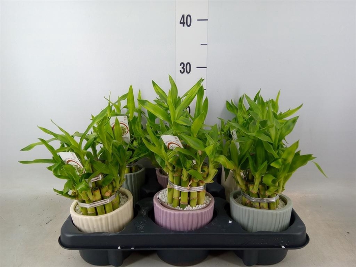 <h4>Dracaena sand. 'Lucky Bamboo' ..pyr</h4>