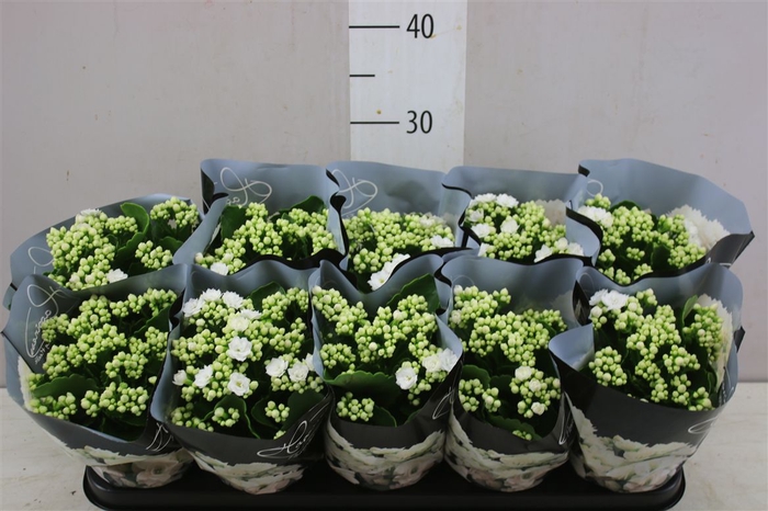 <h4>Kalanchoe Calandiva Wit</h4>