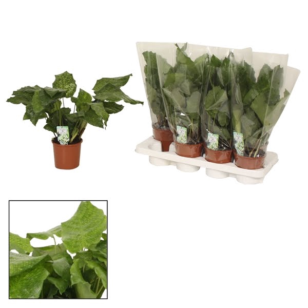 <h4>Calathea 14cm Network</h4>