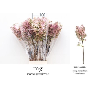 SYR HY MAIDENS BLUSH