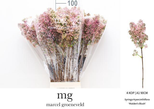 <h4>SYR HY MAIDENS BLUSH</h4>