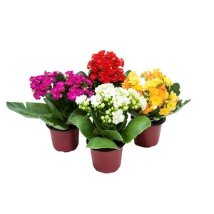KALANCHOE DOBRADO P11
