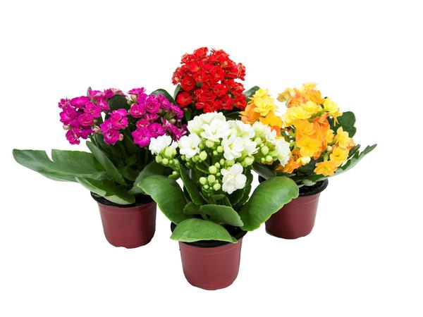 <h4>KALANCHOE DOBRADO P11</h4>