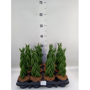 Sansevieria cyl.  ...