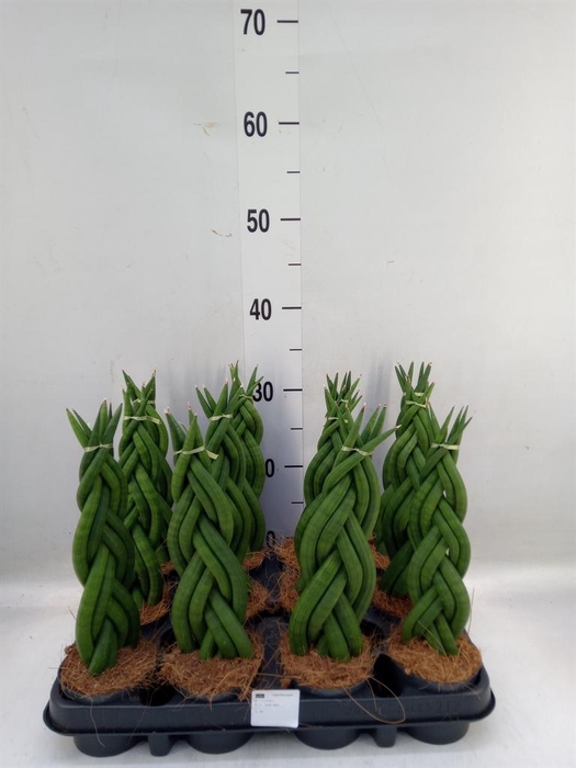 Sansevieria cyl.  ...