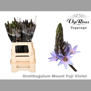 ORNIT MOUNT FUJI VIOLET