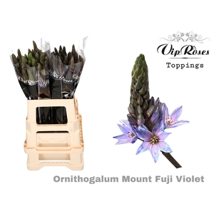 ORNIT MOUNT FUJI VIOLET