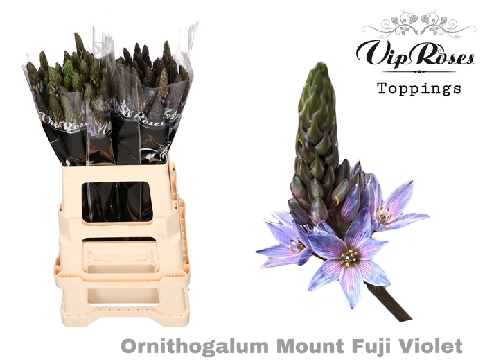 <h4>ORNIT MOUNT FUJI VIOLET</h4>