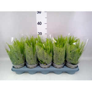 Nephrolepis exal. 'Green Lady'