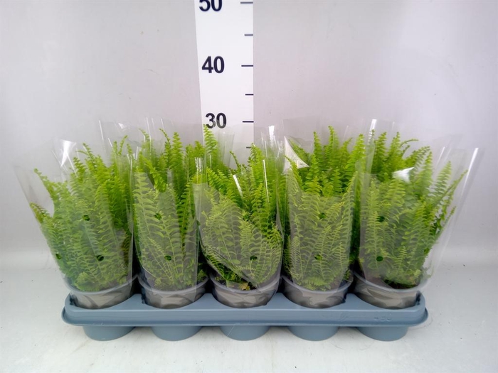 <h4>Nephrolepis exal. 'Green Lady'</h4>
