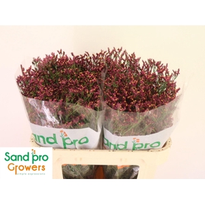 LIMONIUM SINENSE 'SCARLET DIAMOND'