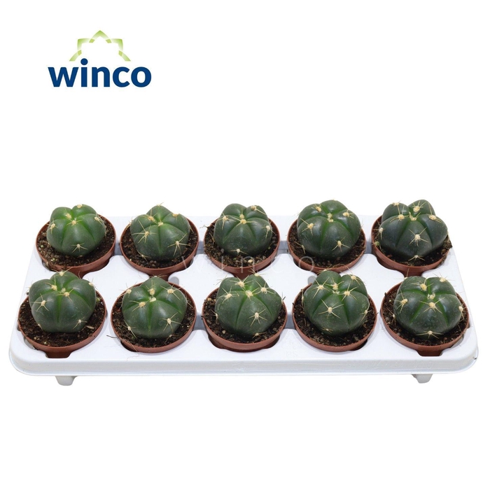 <h4>Gymnocalycium Horsti</h4>