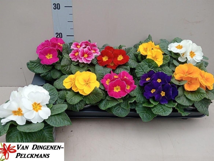 arr8 Prim Acaulis Gemengd