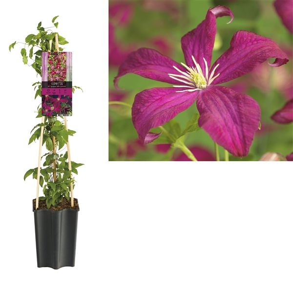 <h4>Clematis 'Madame Julia Correvon' +light label</h4>