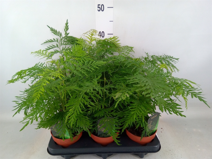 <h4>Asparagus dens. 'Mazeppa'</h4>