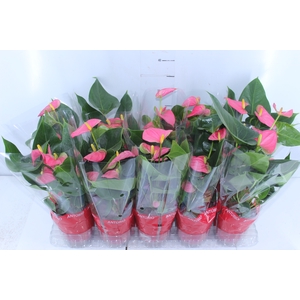 ANTHURIUM SWEET DREAM P12