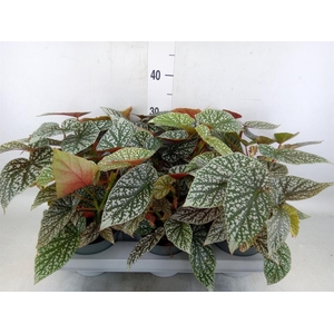 Begonia maculata