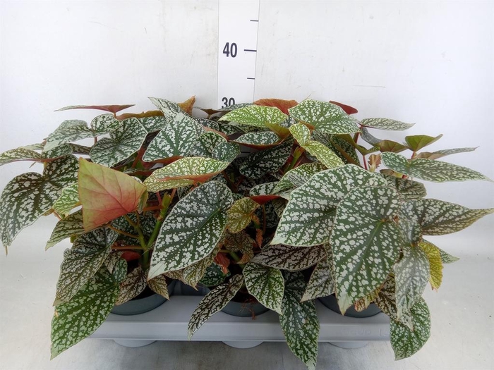 <h4>Begonia maculata</h4>