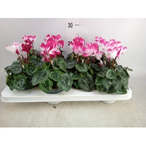 Cyclamen MD 'Indiaka'