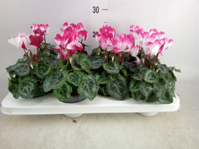 <h4>Cyclamen MD 'Indiaka'</h4>