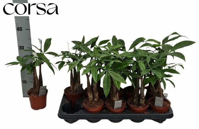 PACHIRA AQUATICA