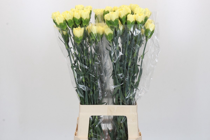 Dianthus St Ilias