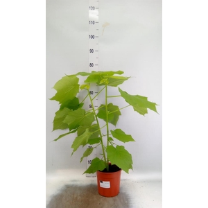 Sparrmannia africana