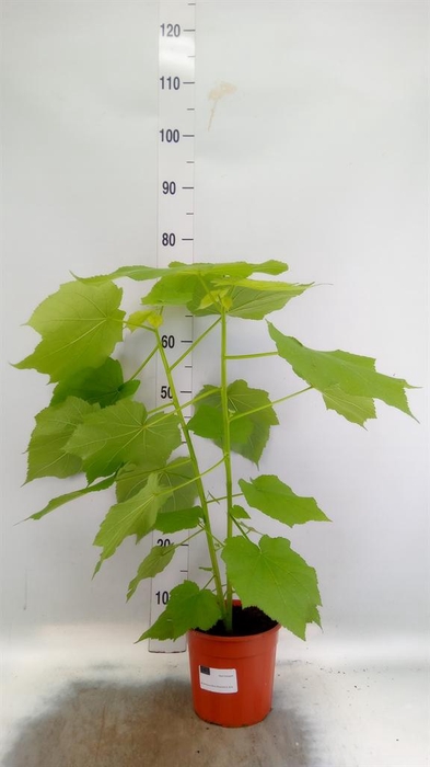<h4>Sparrmannia africana</h4>