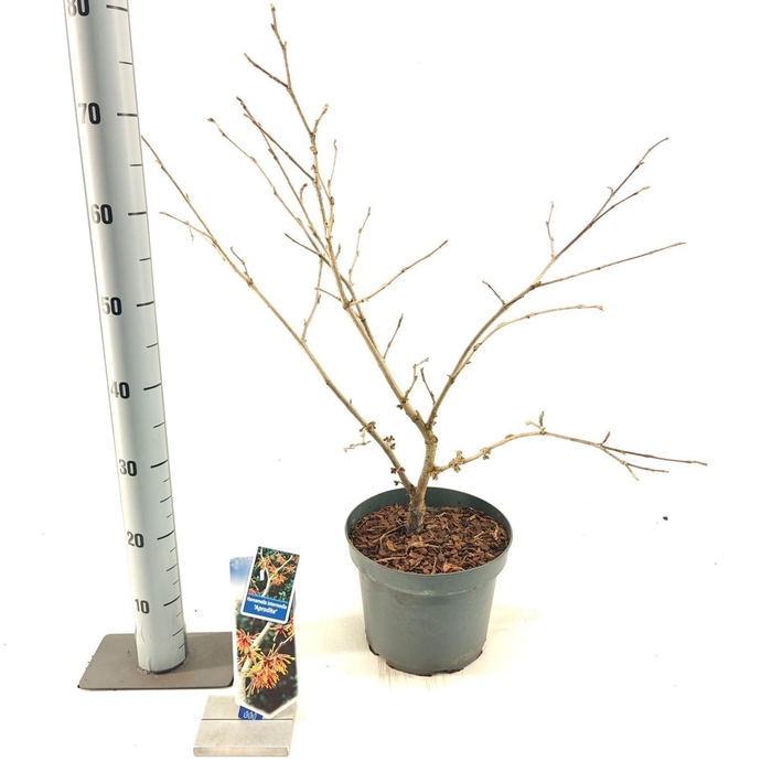 Hamamelis x intermedia Aphrodite