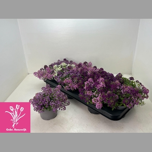 LOBULARIA OV