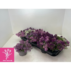 LOBULARIA OV