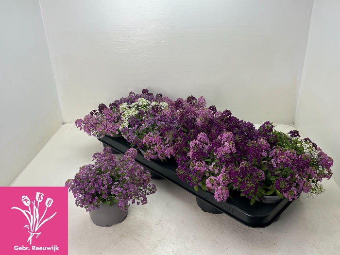 <h4>LOBULARIA OV</h4>