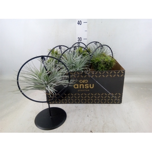 Tillandsia