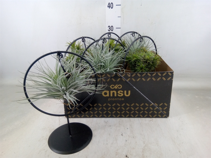 <h4>Tillandsia</h4>
