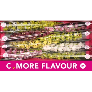 Mini cymbidium 'Mix' 70 cm