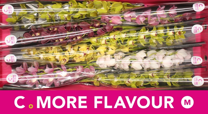 <h4>Mini cymbidium 'Mix' 70 cm</h4>