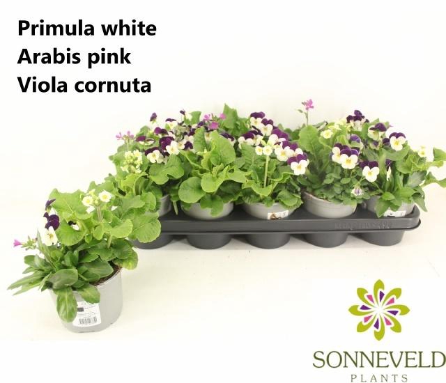 <h4>PERKPL TOEF 3 KL</h4>