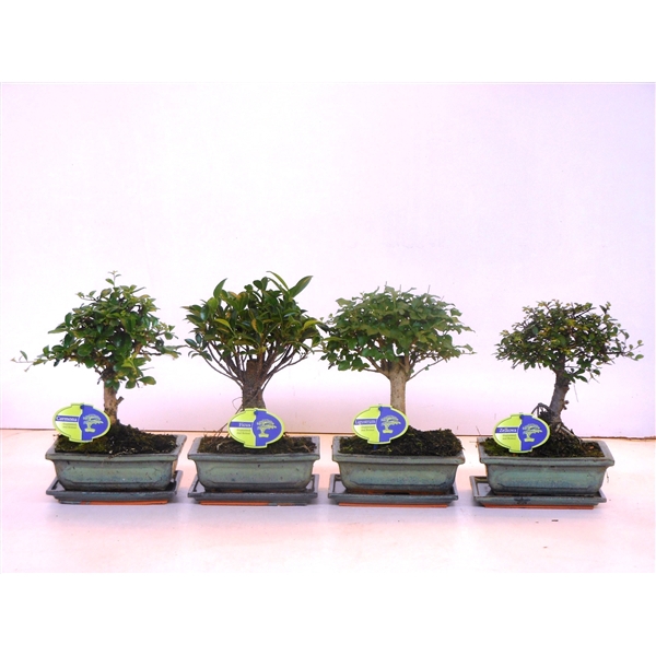 <h4>Bonsai mix, indoor, 20cm., broom, with drip tray</h4>