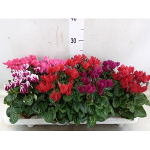 Cyclamen KL 'Compact'