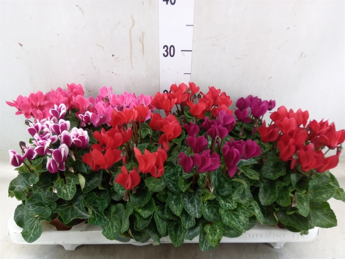 <h4>Cyclamen KL 'Compact'</h4>