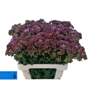 ORIG TYTTANTHUM CHARM PURPLE ORIG V