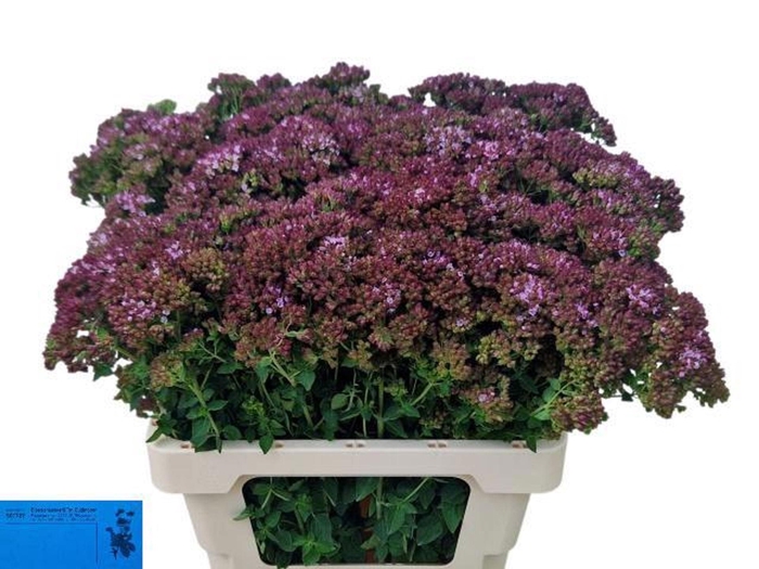 <h4>ORIG TYTTANTHUM CHARM PURPLE ORIG V</h4>