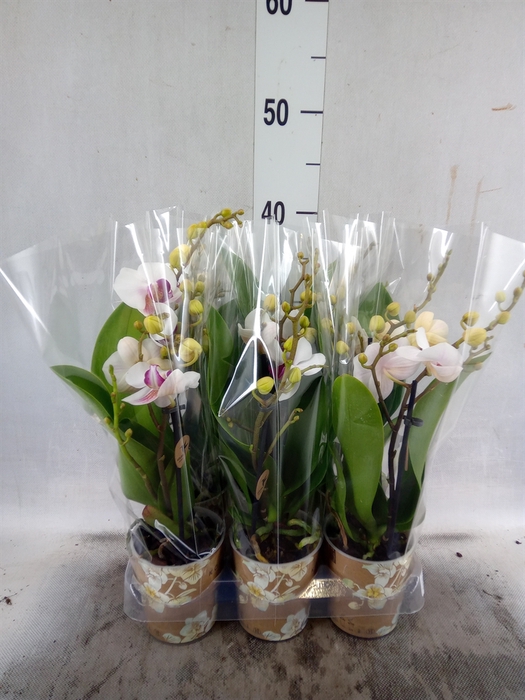 <h4>Phalaenopsis multi. 'FC Safe Haven'</h4>