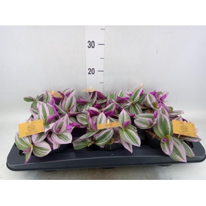 Tradescantia cerinth. 'Nanouk'