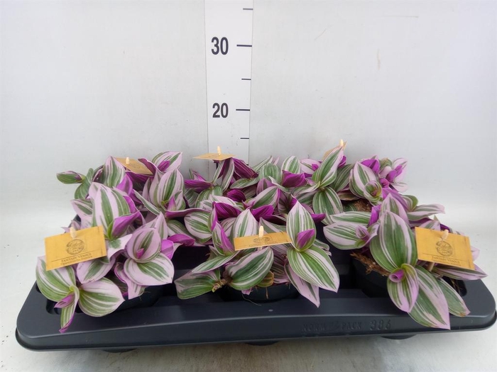 <h4>Tradescantia cerinth. 'Nanouk'</h4>