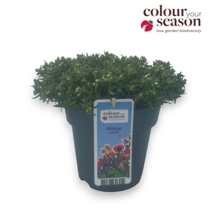 Phlox Subulata Fabulous P15 White