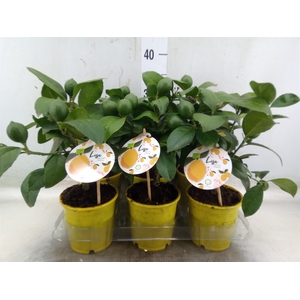 Citrus meyeri 'Meyer'