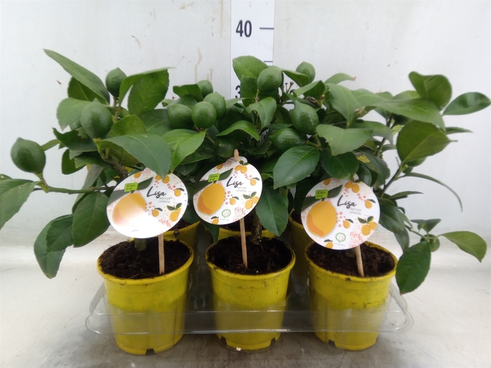 <h4>Citrus meyeri 'Meyer'</h4>