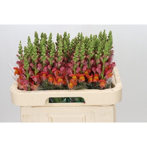 Antirrhinum Antibes Orange