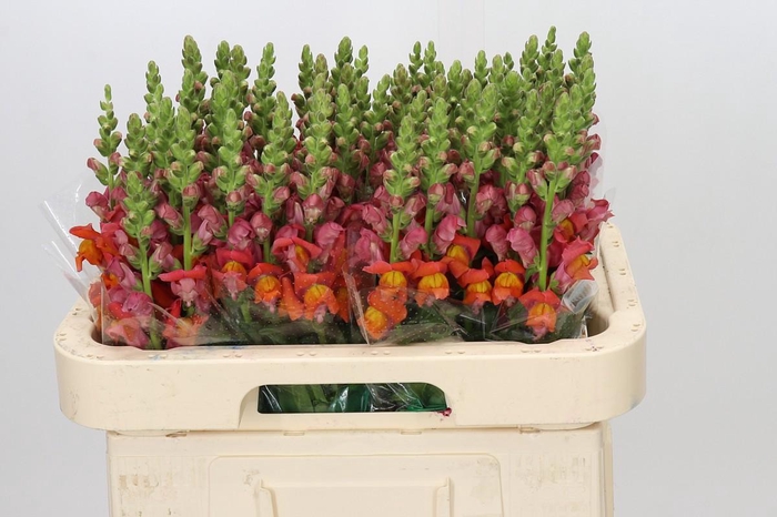 <h4>Antirrhinum Antibes Orange</h4>